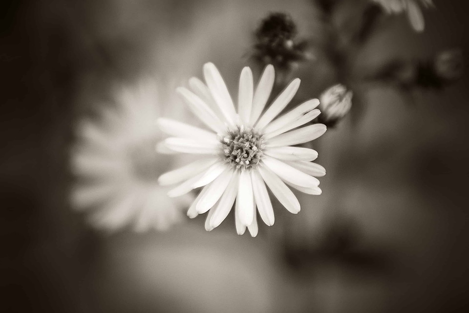 Abstract beautiful flowers bloom