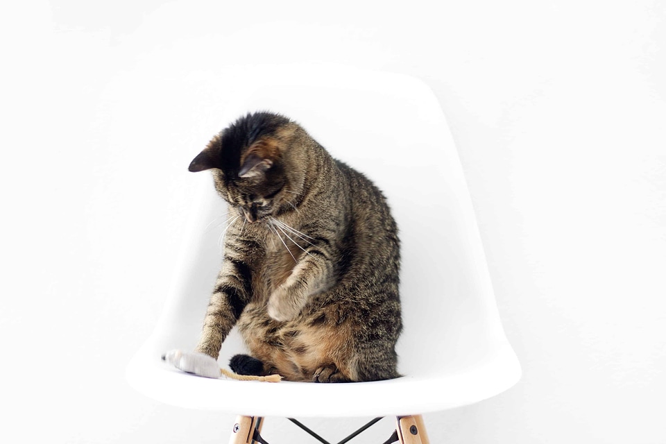 Animal beautiful photo cat