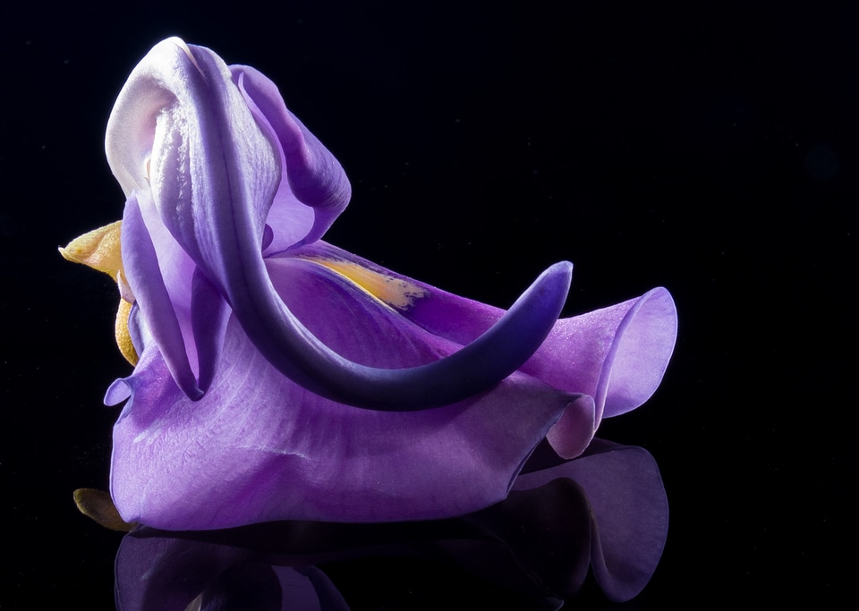 Wild flower violet purple