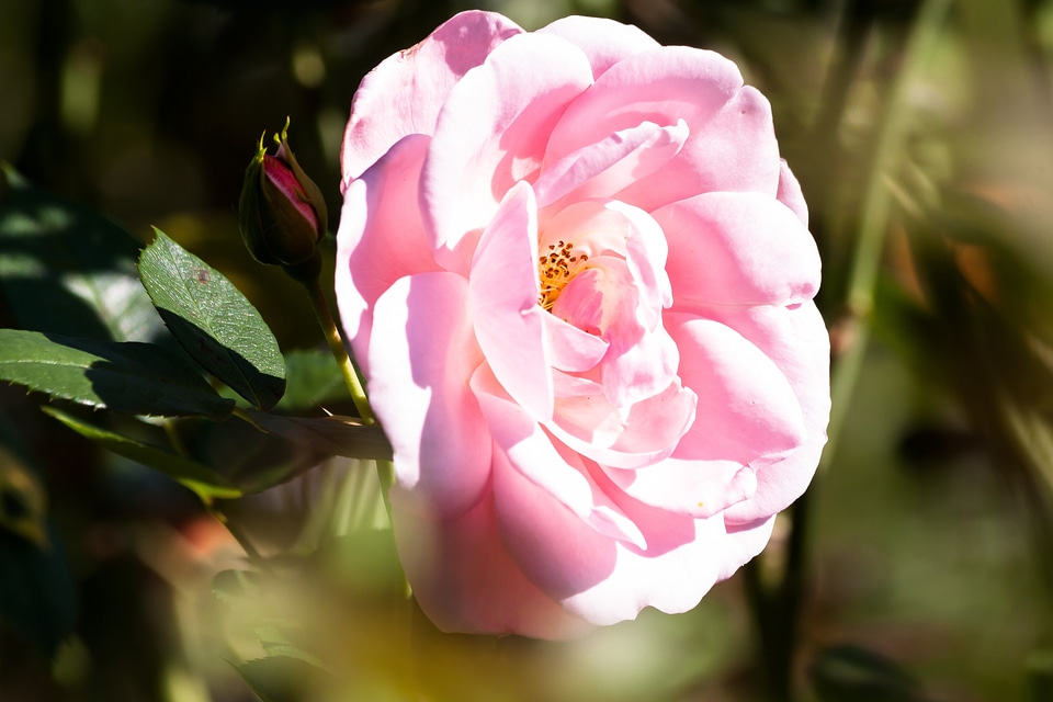 Summer nature plant
