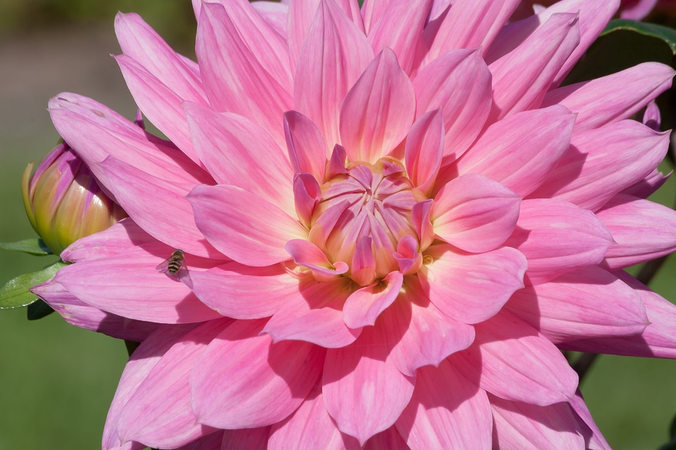 Plant composites pink