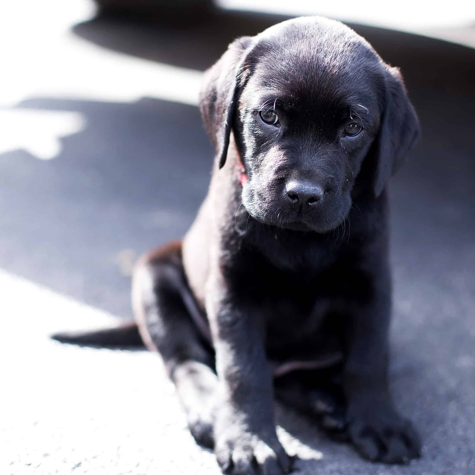 Adorable animal brown