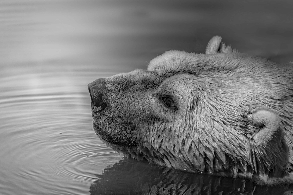 Animal animals bear