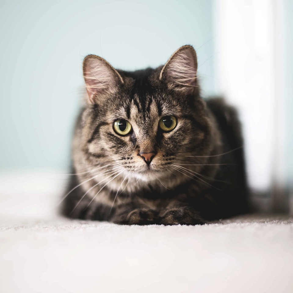 Adorable animal animals
