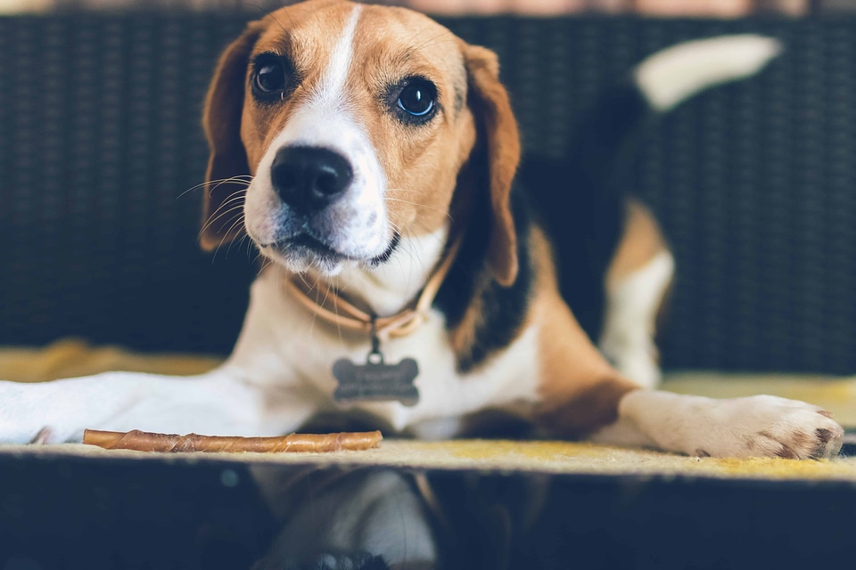 Adorable animal brown