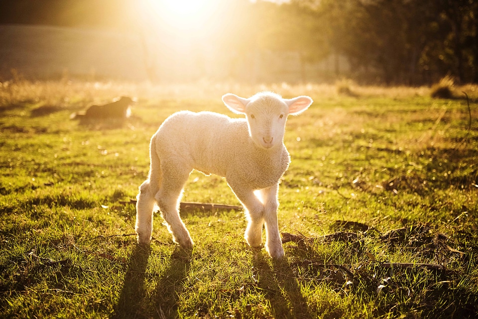 Agriculture animal beautiful photo