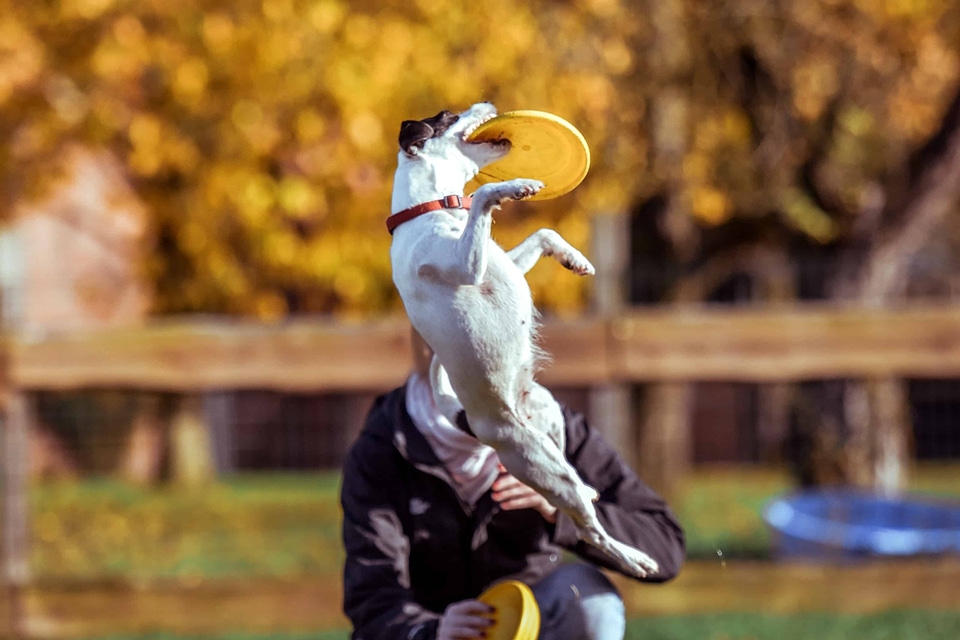 Competition dog flora