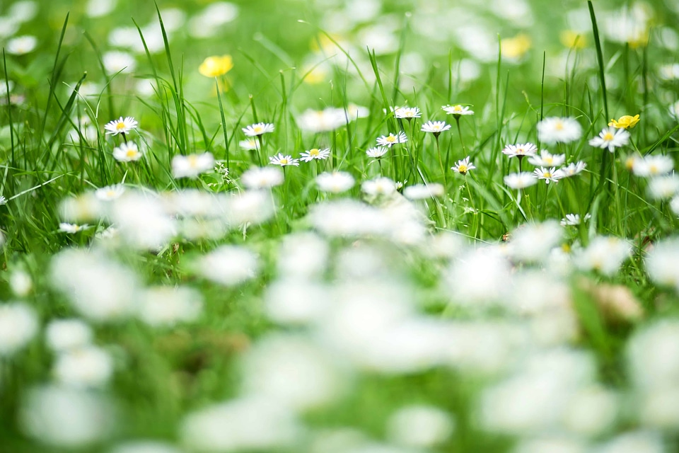 Beautiful Flowers blooming blossom