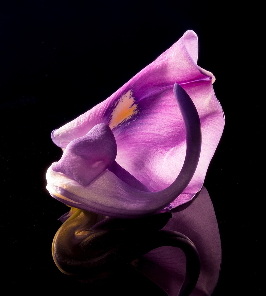 Wild flower violet purple
