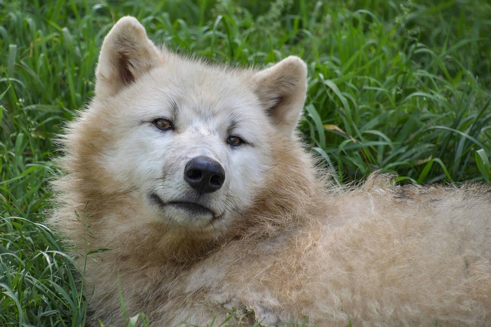 Albino animal beautiful photo