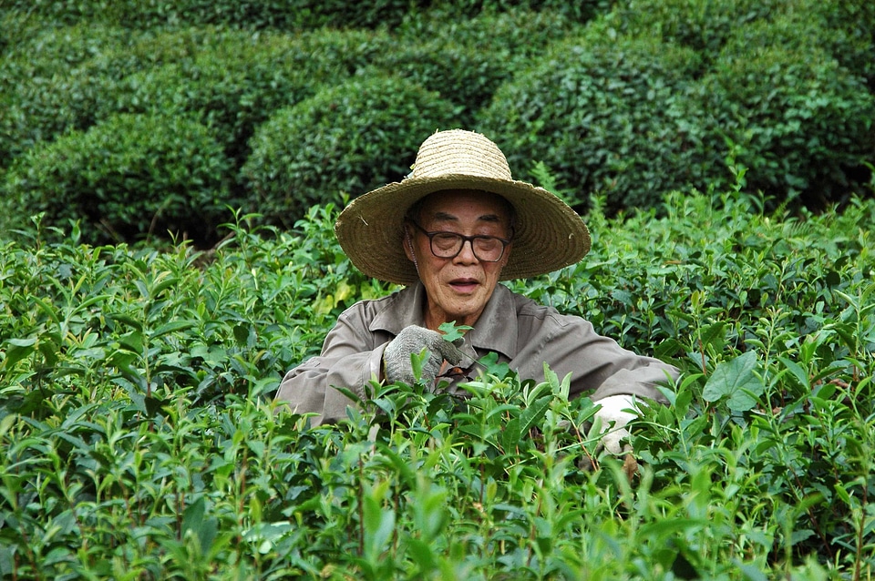 Farmer flora foliage