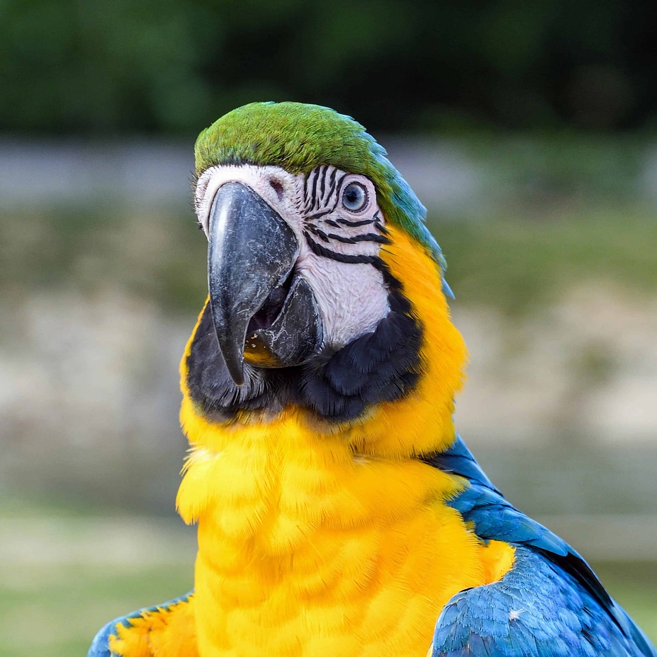 Animal avian beak photo