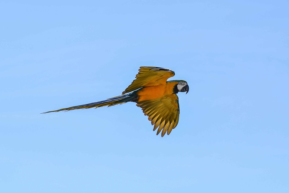 Animal avian beak photo