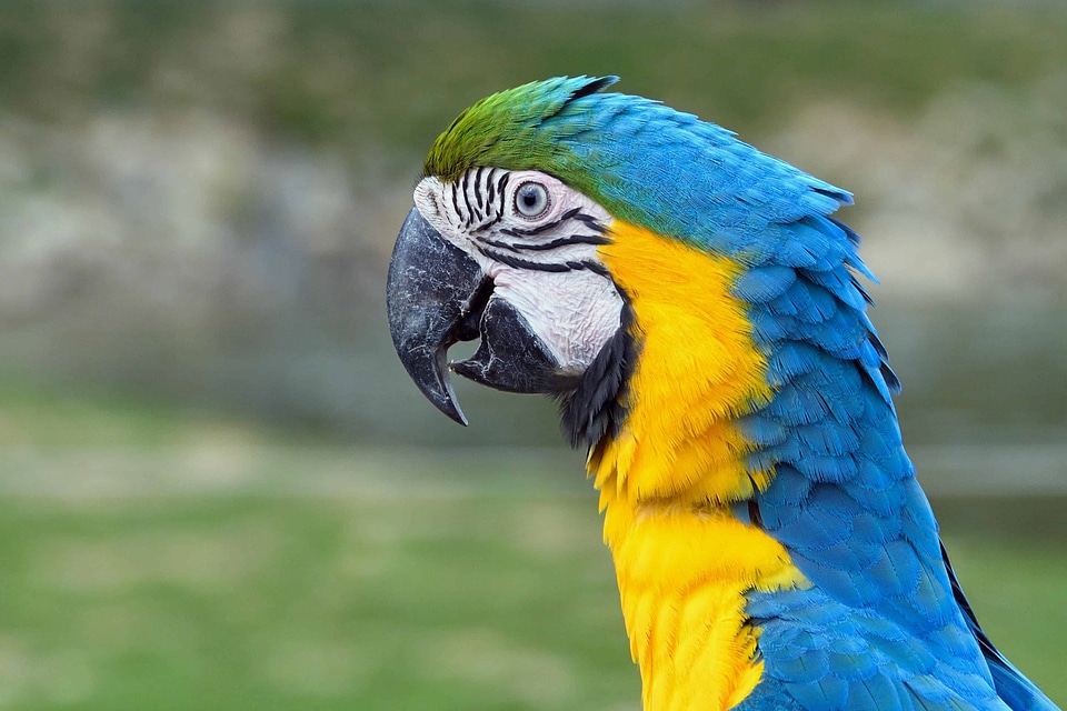 Animal avian beak photo