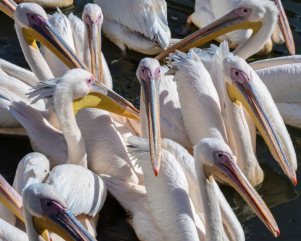 Animal avian beak photo