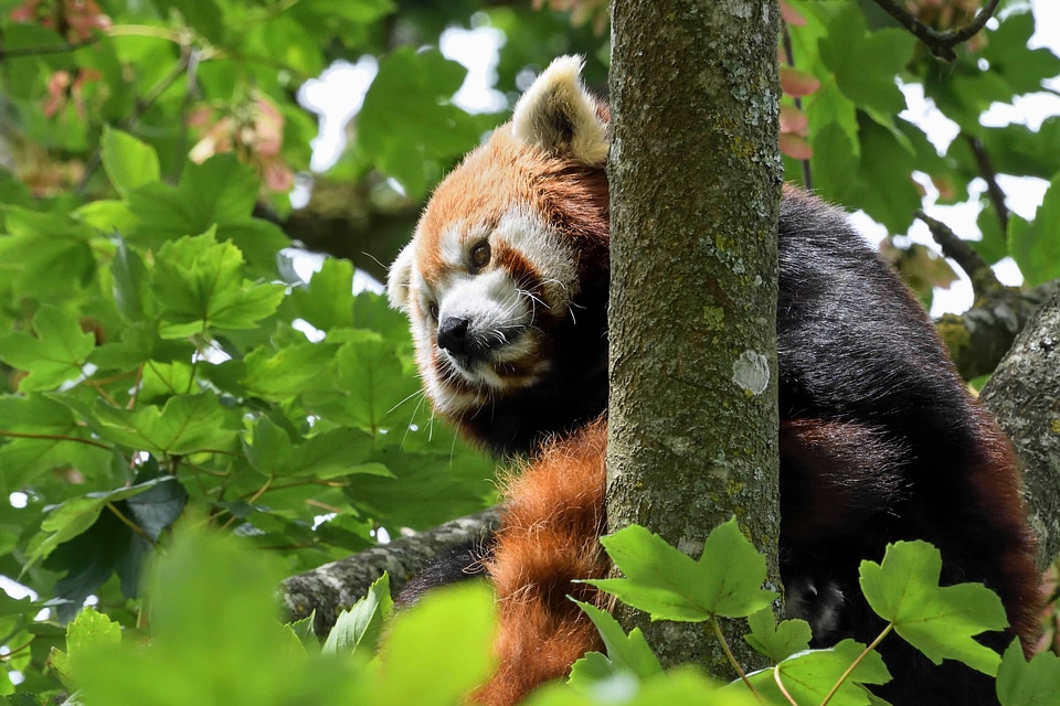 Animal bear fauna