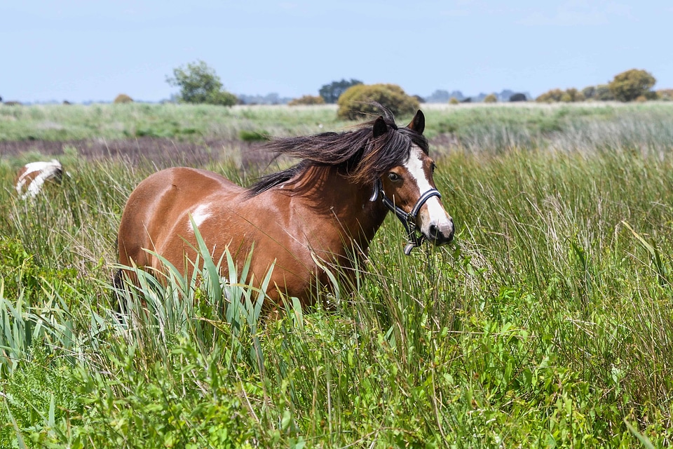 Animal beautiful photo brown