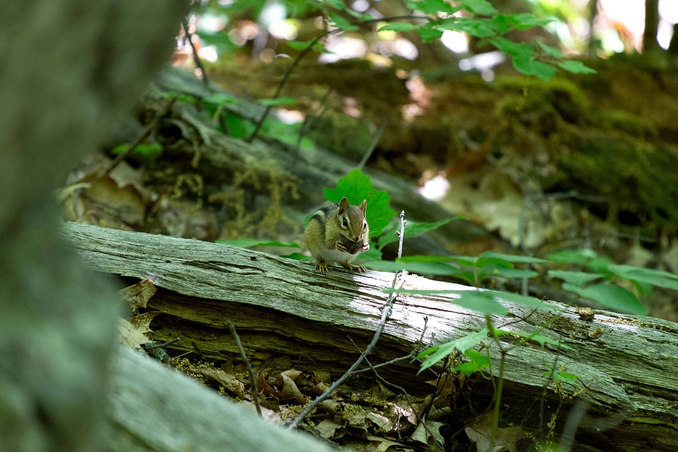 Animal bird environment