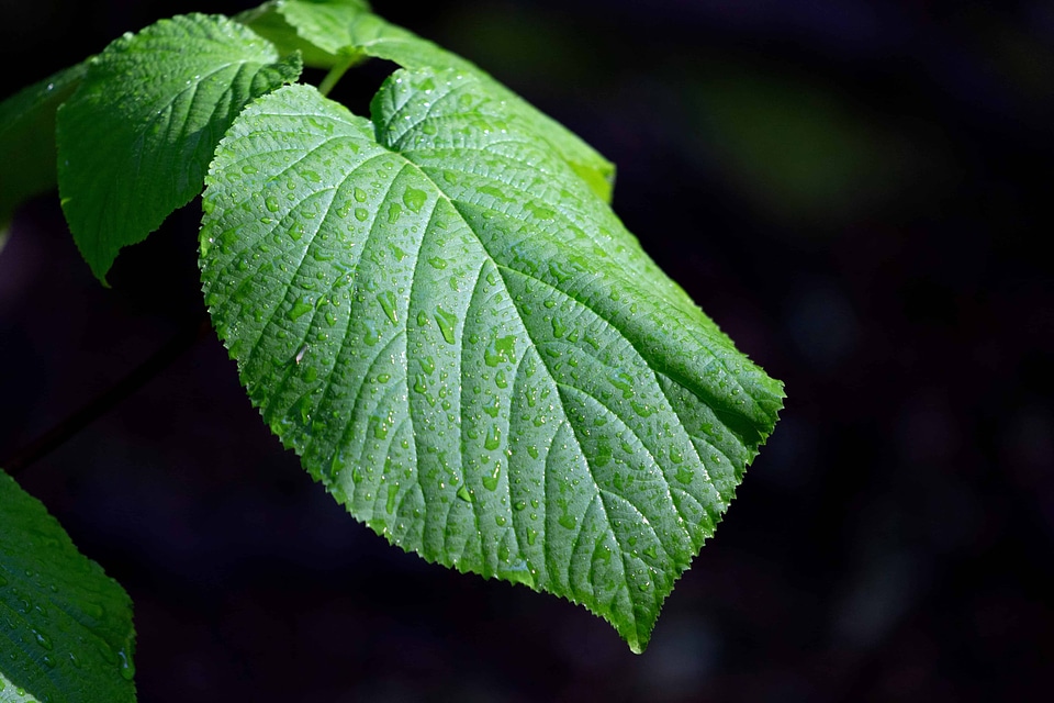 Beautiful Photo detail ecology