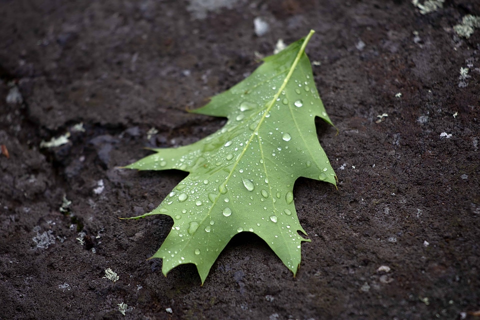 Beautiful Photo dew environment