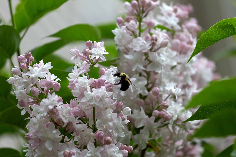 Beautiful beautiful flowers blooming