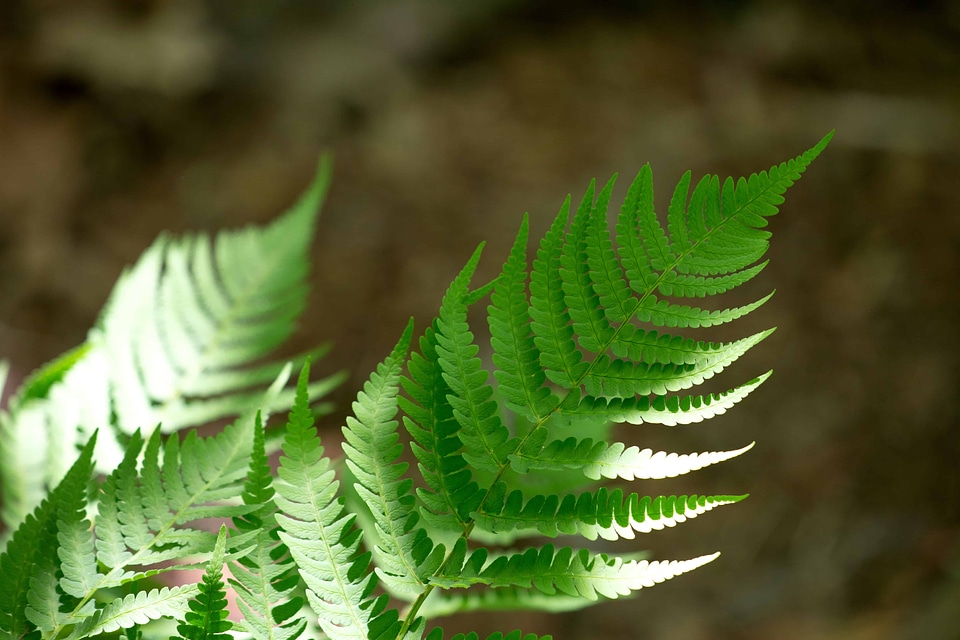 Branch ecology environment