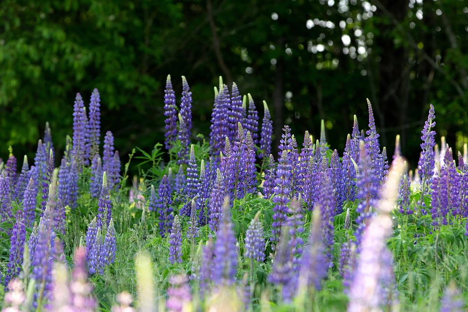 Beautiful Flowers blooming blossom