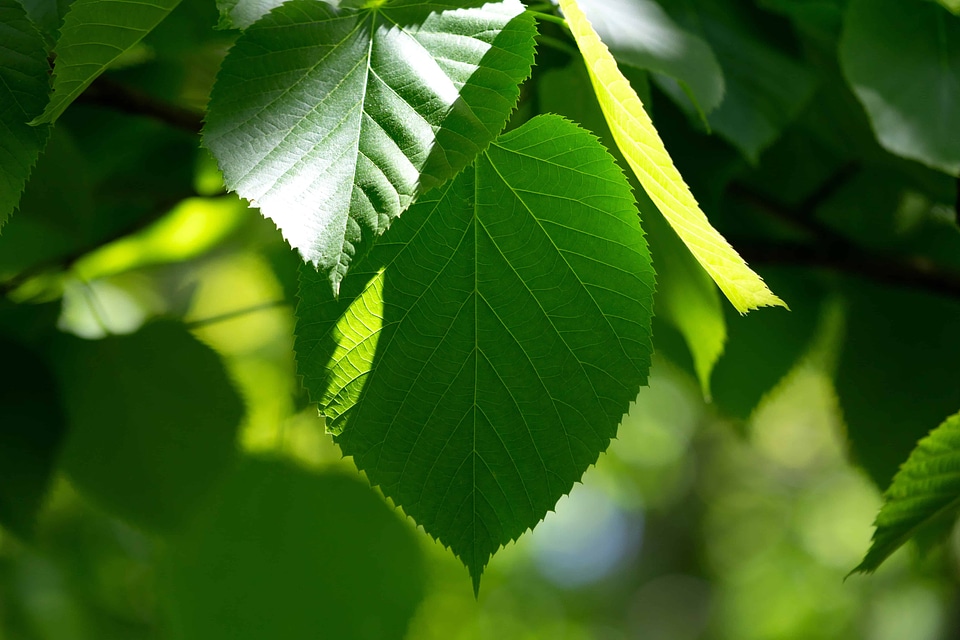Branch environment flora