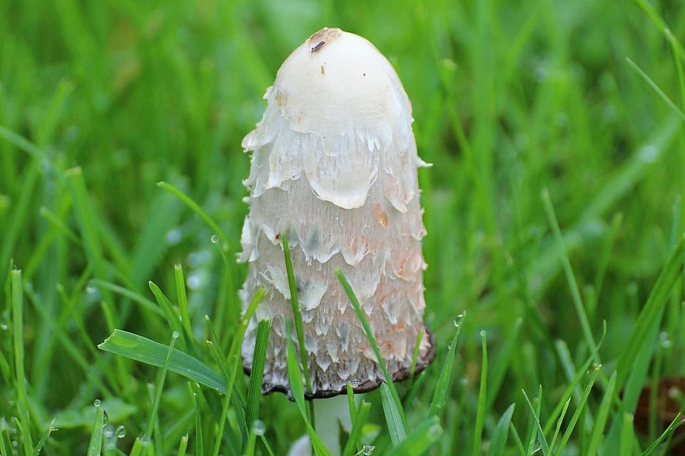 Asparagus mushroom porcelain comatus tintenpilz