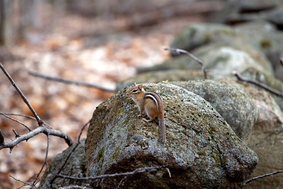 Animal beautiful photo environment
