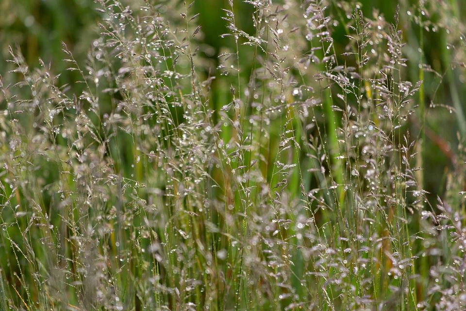 Agriculture beautiful flowers blooming