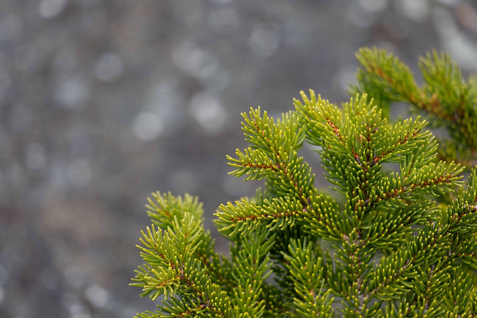 Beautiful Photo branch conifer