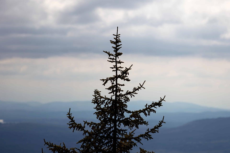 Branch cloud conifer