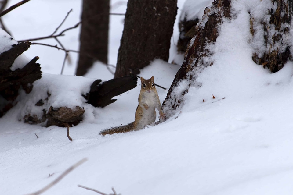 Branch cold ecology photo