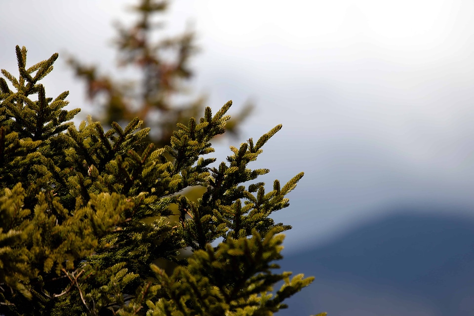 Branch cloud conifer