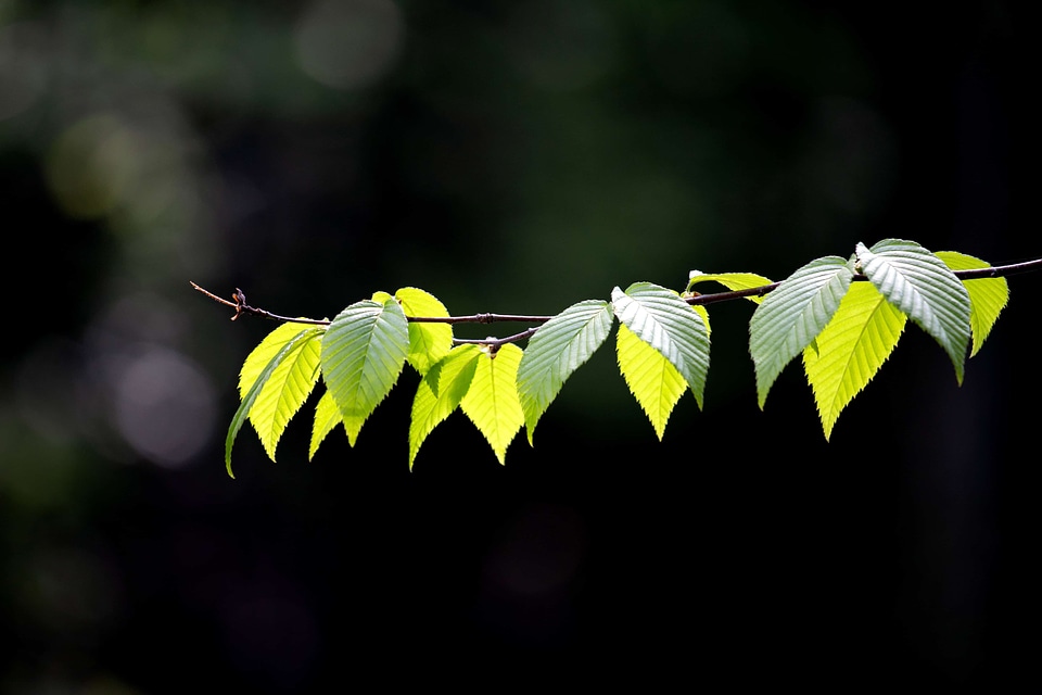 Branch flora garden