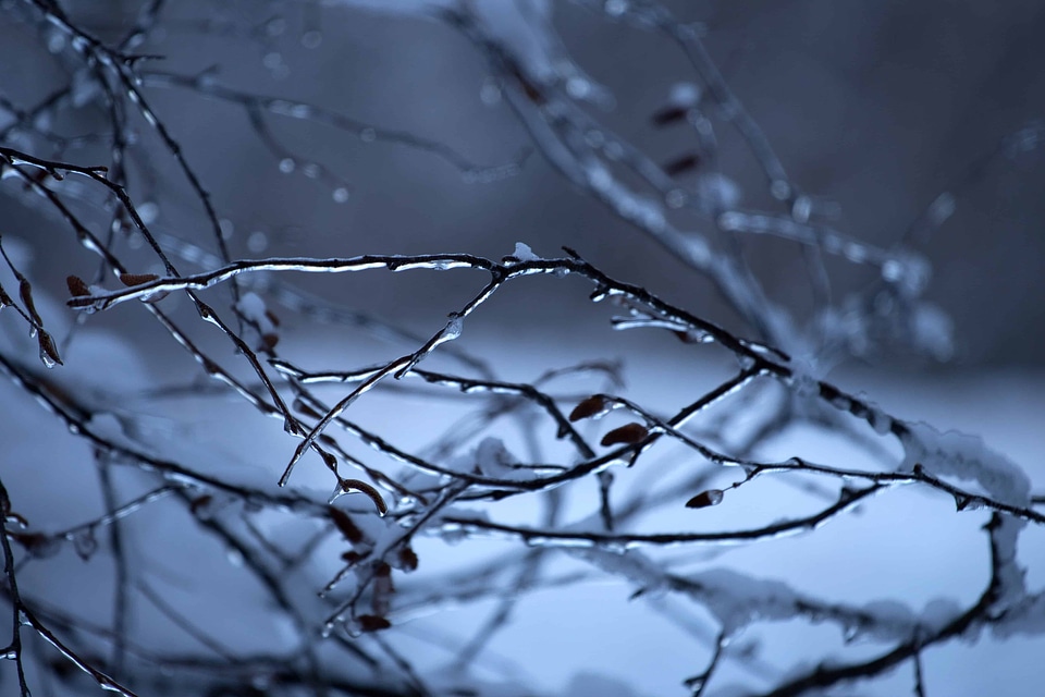 Bird branch cloud photo