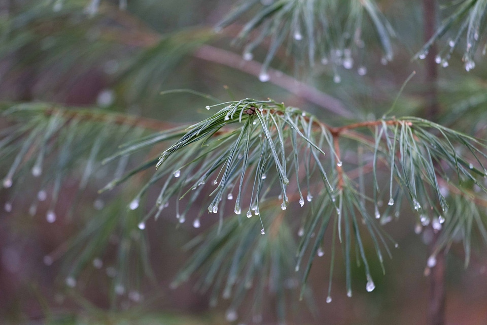 Branch conifer conifers