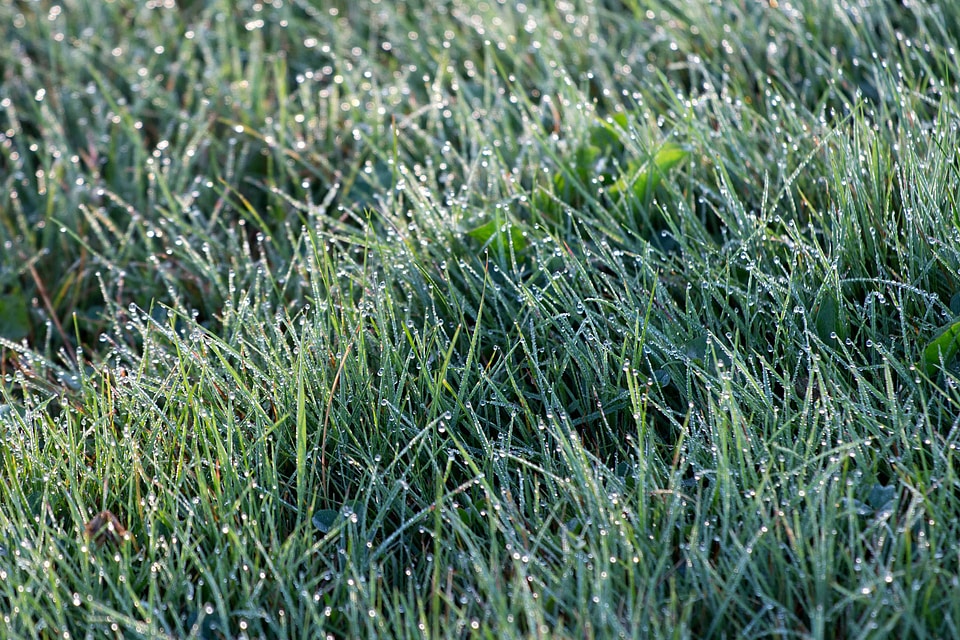 Environment field flora