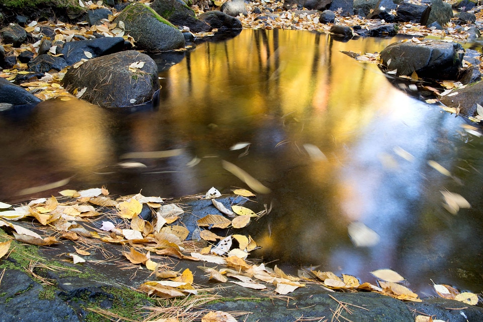 Creek environment forest photo