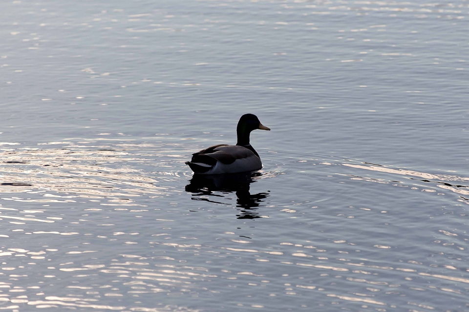 Animal aquatic bird avian
