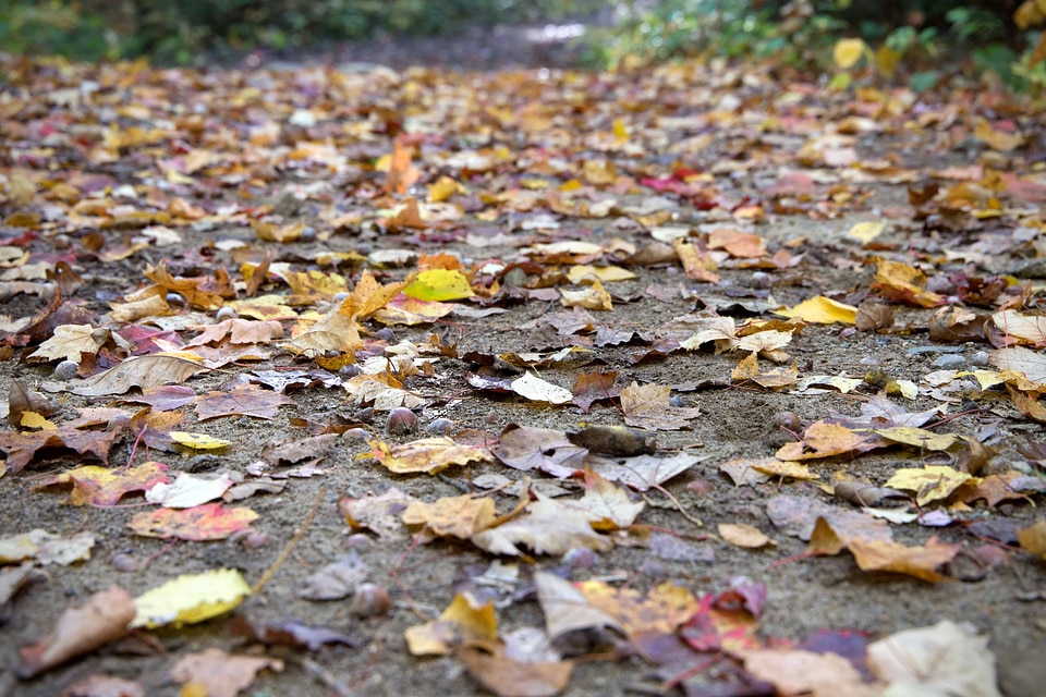 Environment ground landscape