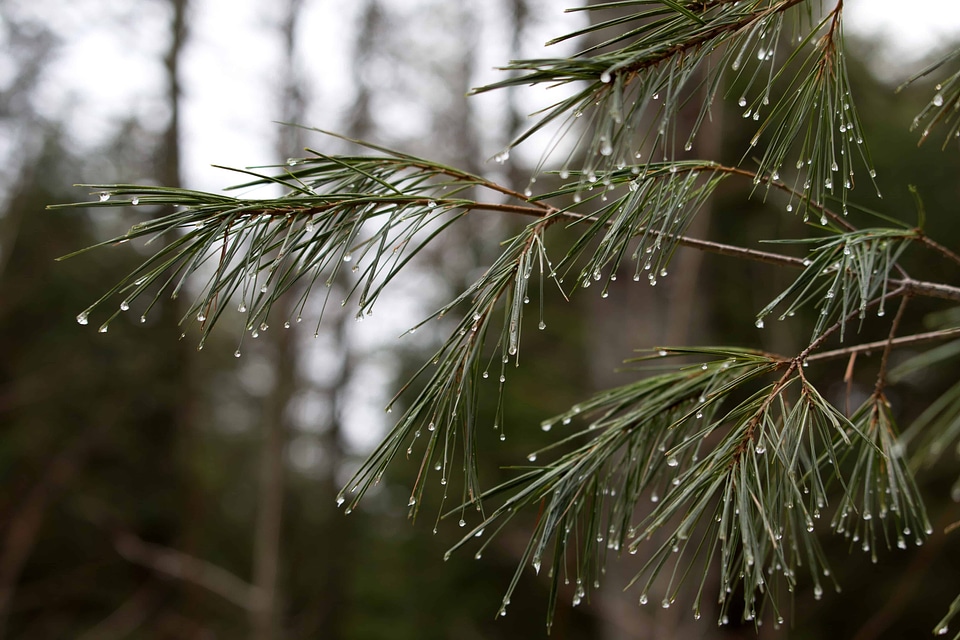 Branch cloud conifer