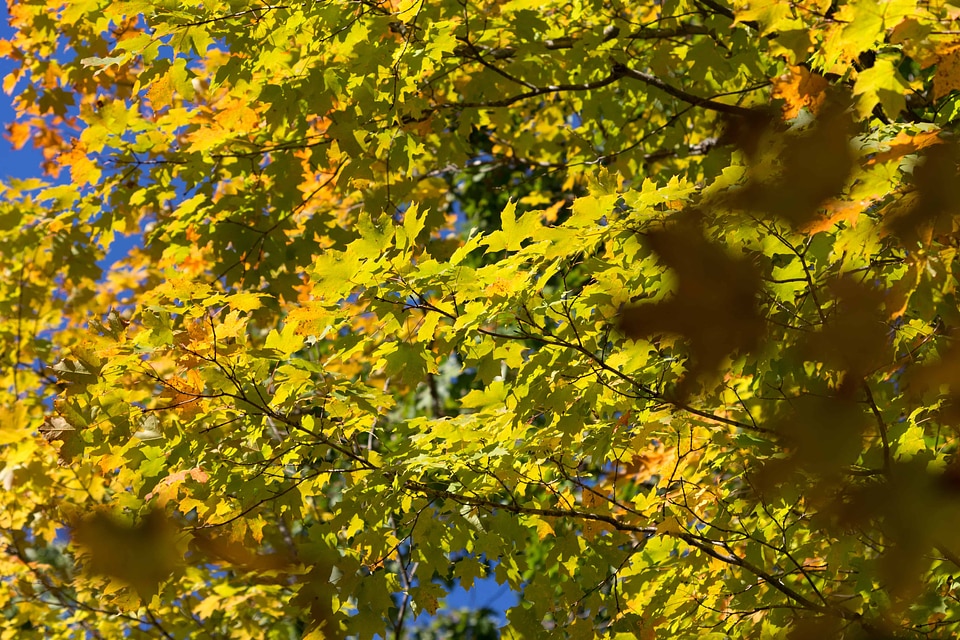 Autumn branch ecology