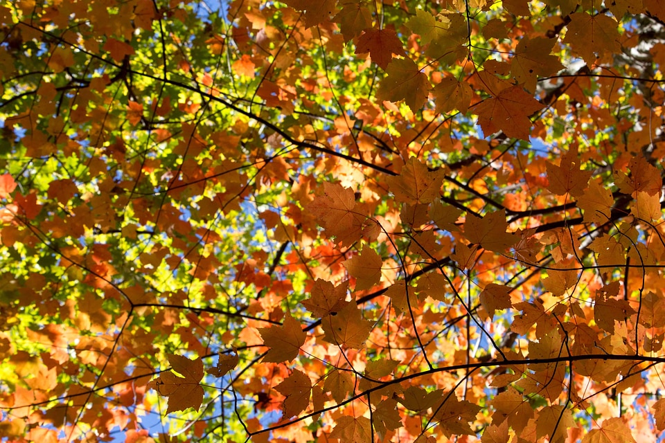 Autumn autumn season birch photo