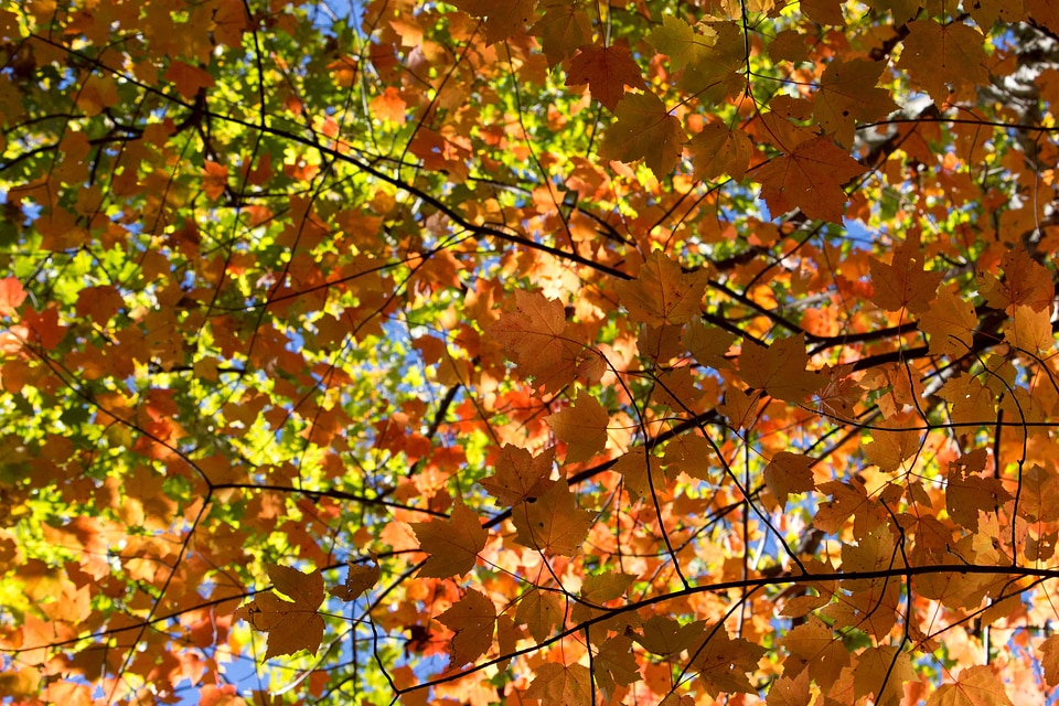 Autumn autumn season birch