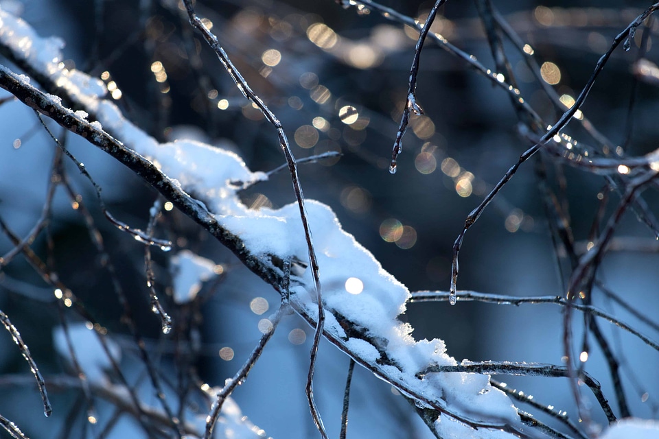 Birch branch cold photo