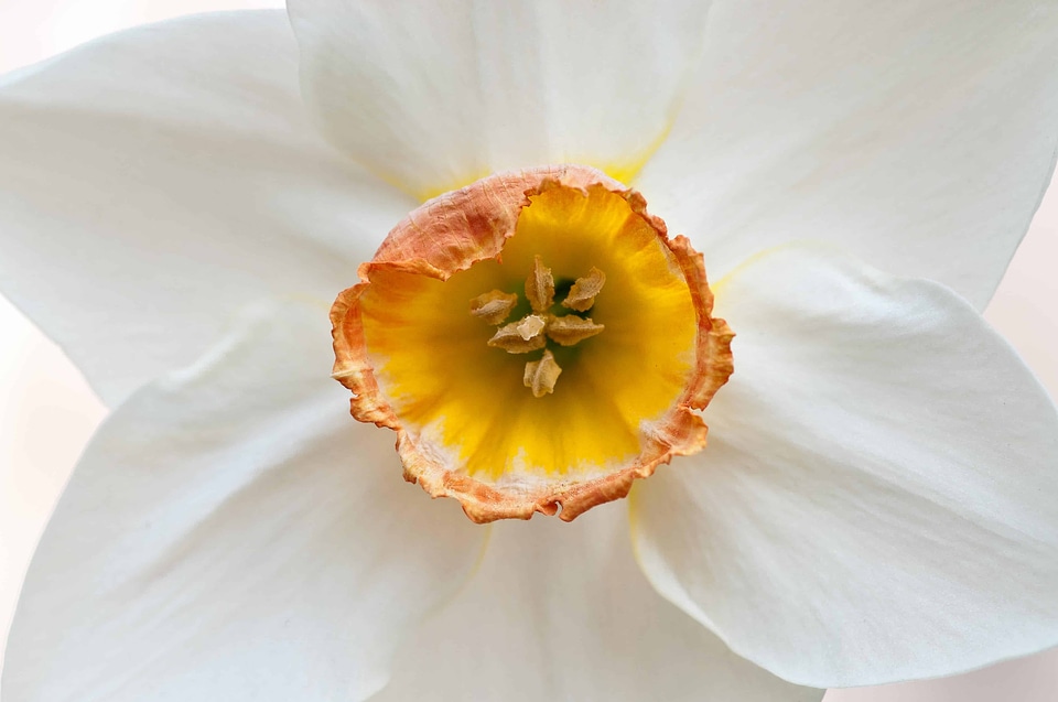 Beautiful Flowers beautiful image beautiful photo