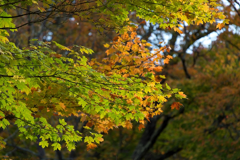 Autumn autumn season branch