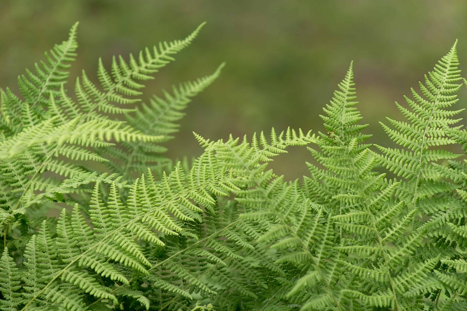 Branch ecology environment